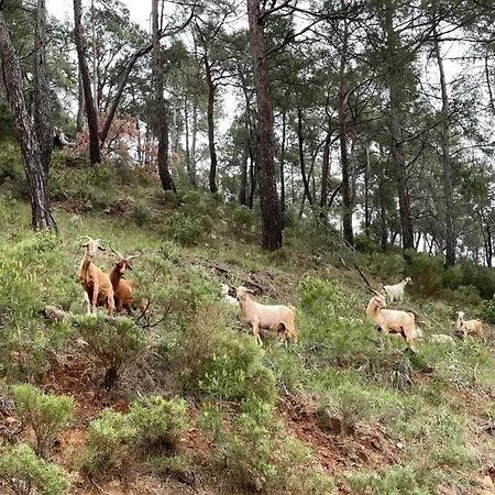 Bed & Breakfast Inlice Uenzile Inlice Kamp